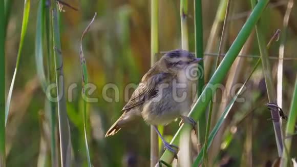 鸟边莺头坐在芦苇丛上视频的预览图