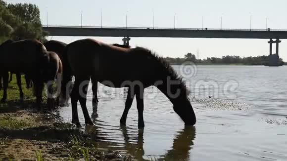 河岸上的马喝河里的水视频的预览图