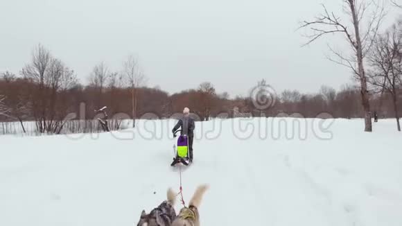 独特的饼干香水哈士奇的背包在雪地上奔跑后面的娱乐人员把他们拉到上面视频的预览图