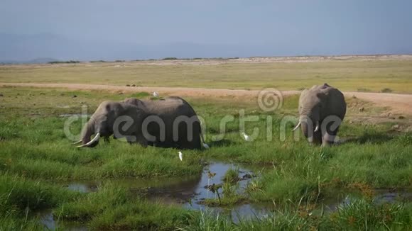 野生非洲大象在大草原的沼泽中草视频的预览图