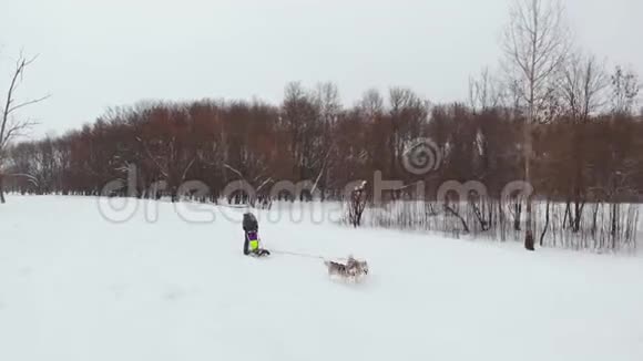 哈士奇在冬天骑着马在雪地里奔跑在他身后驾驶着一个雪橇的女人视频的预览图