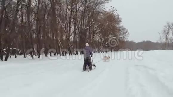 冬天里种了哈士奇雪橇狗北方的哈士奇狗骑在狗身上娱乐的概念视频的预览图