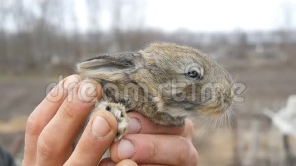 一只刚出生的小兔子在外面的一个男农手里视频的预览图