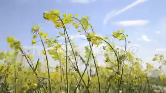 春季油菜黄开花田风吹来油菜花盛开的油菜花视频的预览图