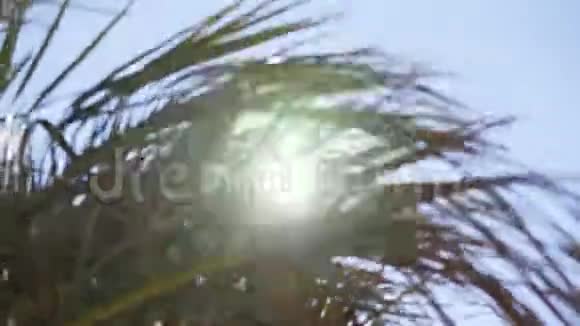 明亮的阳光透过棕榈树的枝条暴风骤雨视频的预览图