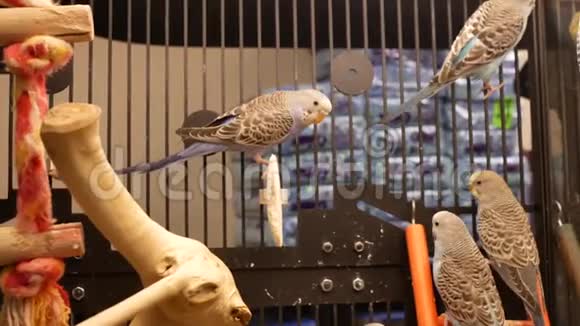 petsmart商店内笼中花式鹦鹉的运动视频的预览图