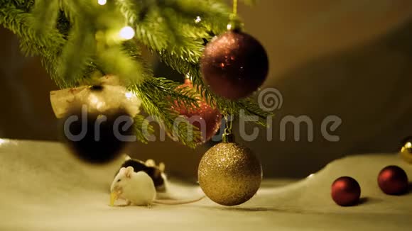 坐在圣诞树下吃奶酪的白鼠视频的预览图