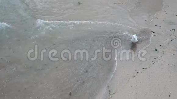海岸上的海鸥在等待海浪为她带来食物视频的预览图