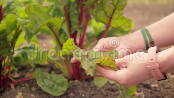 女农民检查生长在土壤中的甜菜根的叶子视频的预览图