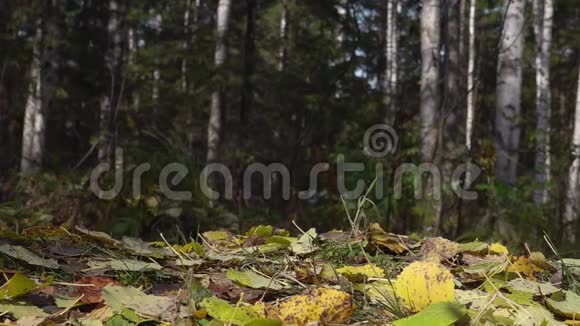 在秋天的森林里远足近距离低角度地面视野徒步旅行鞋踩黄色落叶视频的预览图