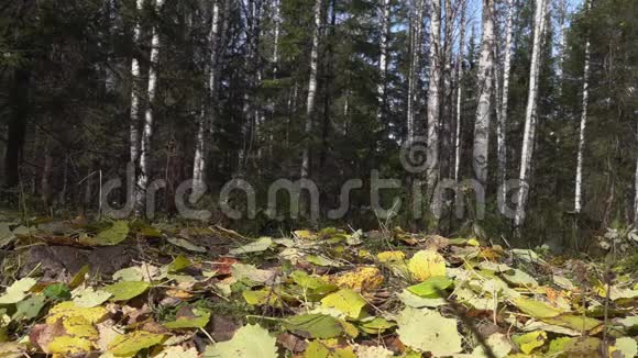 在秋天的森林里远足近距离低角度地面视野徒步旅行鞋踩黄色落叶视频的预览图