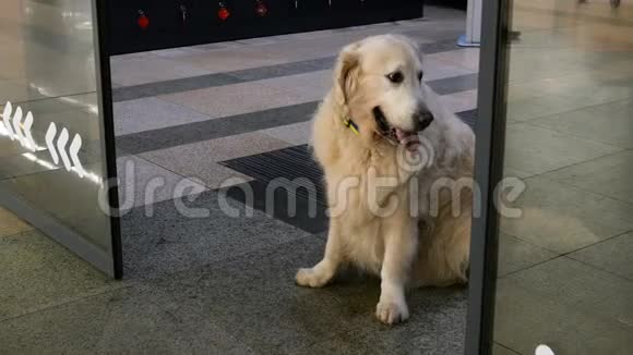 狗正在商店门口等待主人的开门和关门视频的预览图