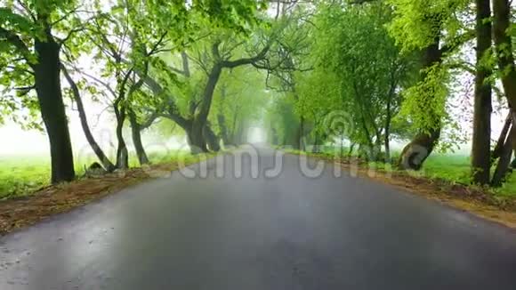 雾天沿着绿色小巷散步视频的预览图
