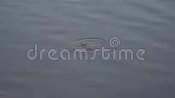 青蛙慢慢地漂浮在池塘的水面上视频的预览图