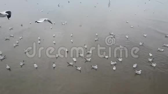海鸥飞翔游泳视频的预览图