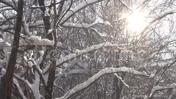 太阳雪花视频的预览图