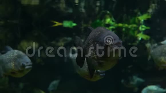 皮兰哈鱼在热带雨林河的水下游泳视频的预览图