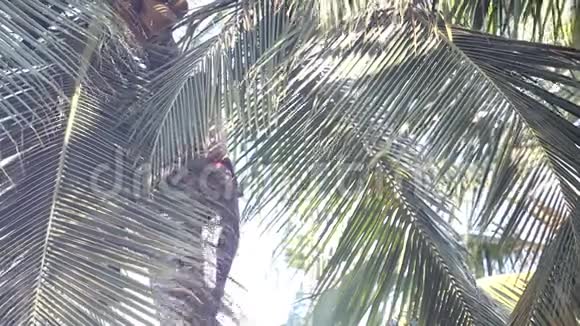 低角度射击的家伙在棕榈树上收获椰子视频的预览图