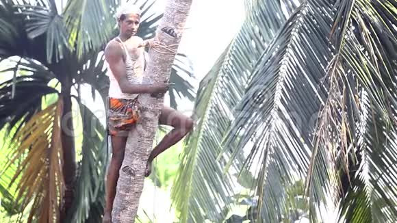 勇敢的人用树叶爬上棕榈树的树干视频的预览图