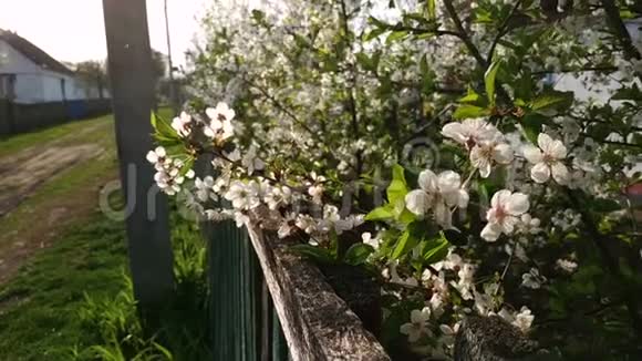春天雨中开着白花的苹果树视频的预览图