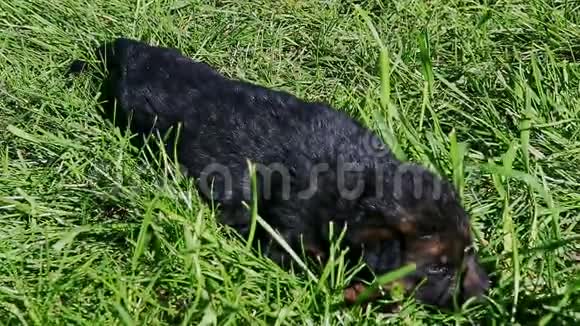 在绿草中休息的黑色德国牧羊犬视频的预览图