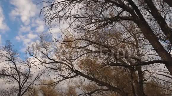 在秋天停下来美丽的柳树有黄色的叶子在秋天蓝天的背景上有云慢慢视频的预览图