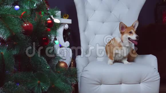 狗坐在新年树旁的椅子上视频的预览图