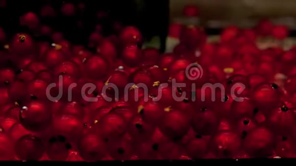 绿勺网捕捉红醋栗并把它拉在透明的水在黑色背景视频的预览图