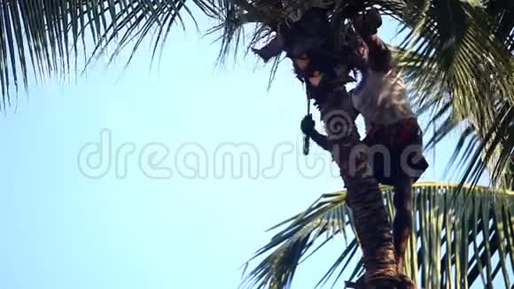 强壮的男人割椰子扔在棕榈树上视频的预览图