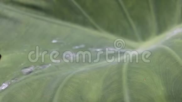 水滴在热带绿色的叶上流过视频的预览图