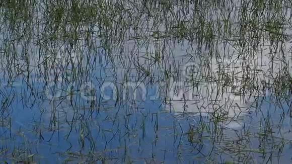 微风中的水在被淹没的草地上荡漾视频的预览图