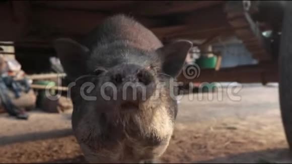 大猪嗅着摄像机走开了视频的预览图