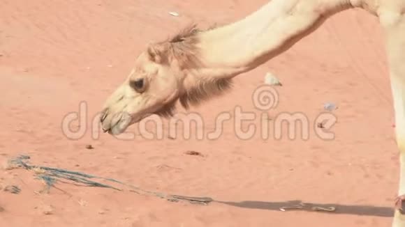 在靠近GhafTrees附近的阿联酋沙漠沙丘上一只大骆驼骆驼视频的预览图