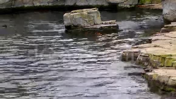 海狮视频的预览图