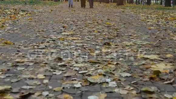 漫步公园小路秋日跑道上的黄叶视频的预览图