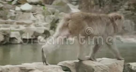 雪猴沿着昂森边缘走然后停下来抓挠视频的预览图