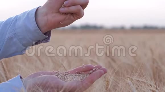 农事人农将丰收的金麦粒从手中慢慢递上收割的面包视频的预览图