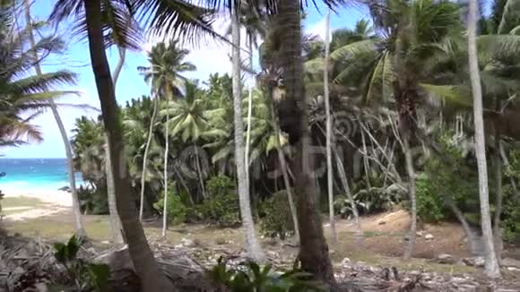 顶天立海的棕榈树视频的预览图