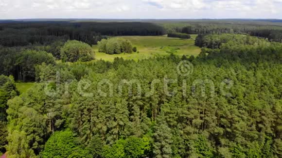 在多云的夏季在森林中生长的绿树环绕着晴朗视频的预览图