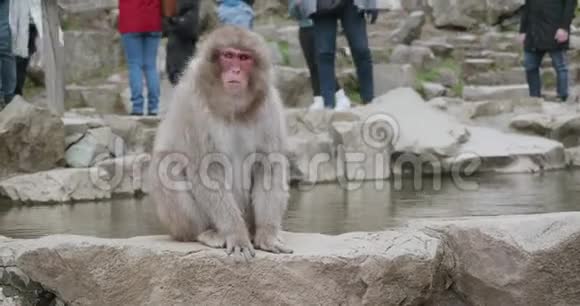 雪猴坐在温泉里使劲地摇着头视频的预览图