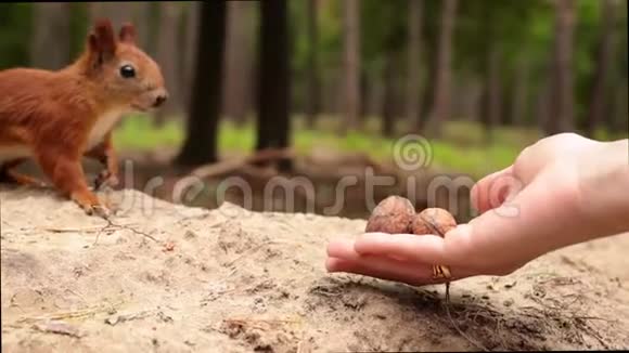 松鼠从女人手里拿核桃视频的预览图