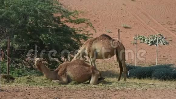 在阿联酋的沙漠沙丘上一对驼鹿站立和坐着驼鹿视频的预览图