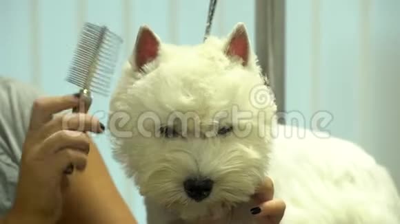 宠物造型师在美发师宠物沙龙为搞笑的白狗梳毛手持摄影视频的预览图