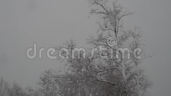 冬天用雪覆盖的树木支撑着长凳视频的预览图
