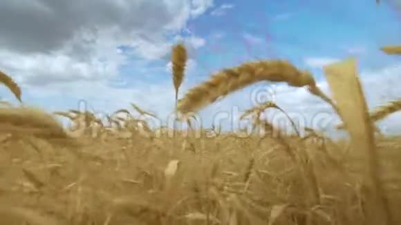麦田金黄的麦田摇曳着自然景观收获概念视频的预览图