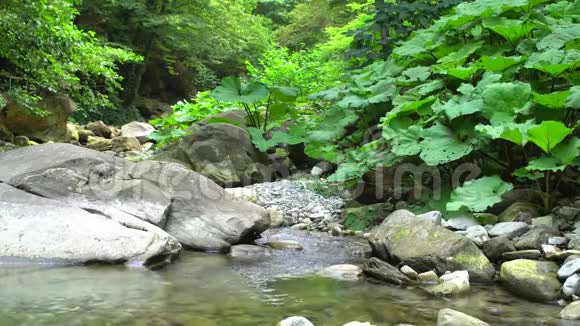 青年游客在山中丛林自然公园渡山河在石头上穿越石头视频的预览图