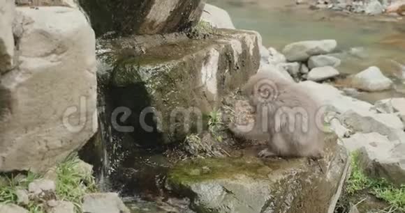 雪猴日本猕猴吃从河边岩石上摘下来的种子视频的预览图