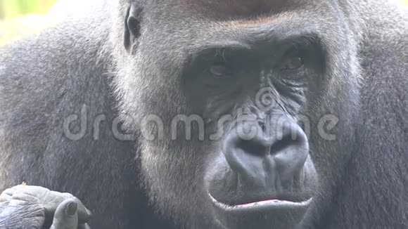 大猩猩野生非洲灵长类动物视频的预览图