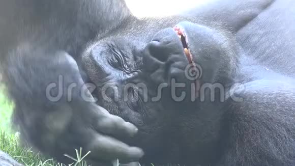 昏昏欲睡地打着哈欠的大猩猩视频的预览图