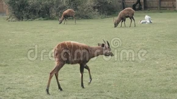 动物园里的鹿死视频的预览图